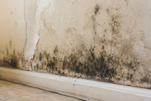 What Is Black Mold and Is It Dangerous